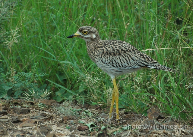 puku rsa 058.jpg - Spotted Thick-knee (Burhinus capensis)